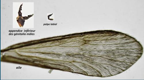 Agapetus fuscipes